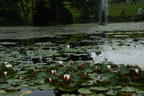 The lily pads with Triton and Pegasus beyond.