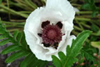Two bees are hiding in this white poppy.